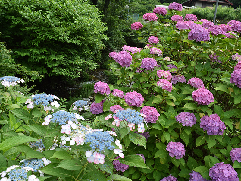 Ogose Hydrangea Road – Ajisai Kaido