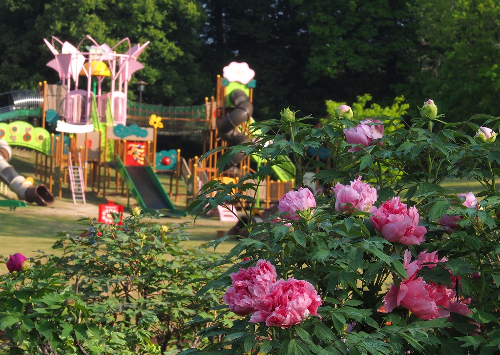 Higashimatsuyama Peony Garden