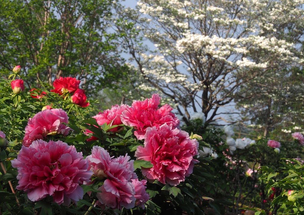 東松山牡丹園