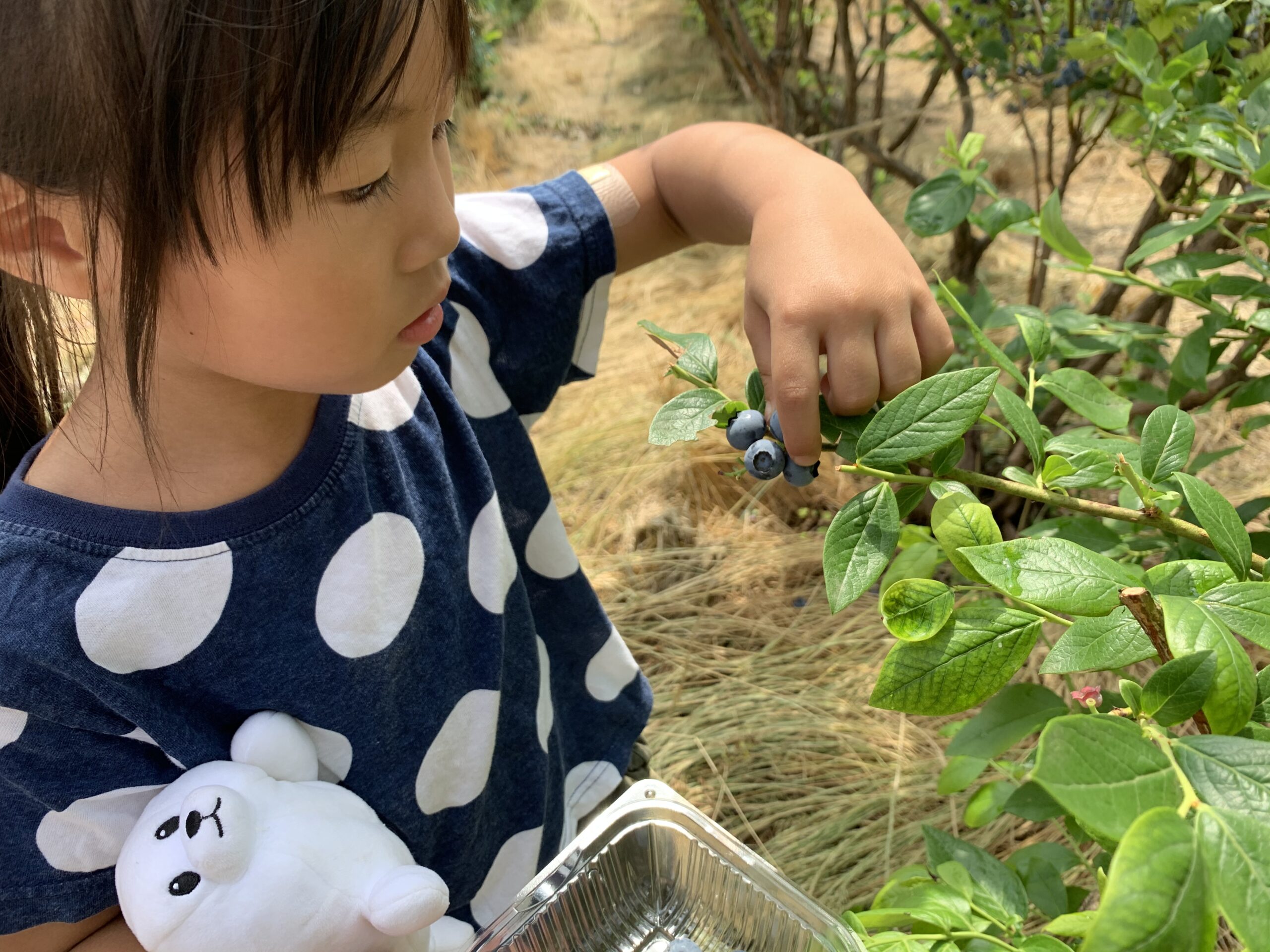 日本當季美味寶庫！冬草莓、夏藍莓，依季節享用不同風味