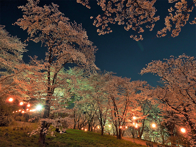 Sakuranoyama Park