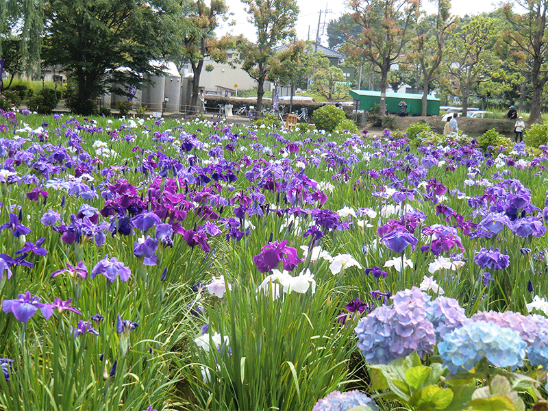 上尾丸山公園