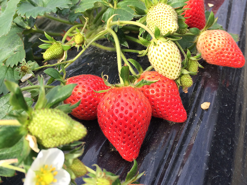 Yagihara Strawberry Farm