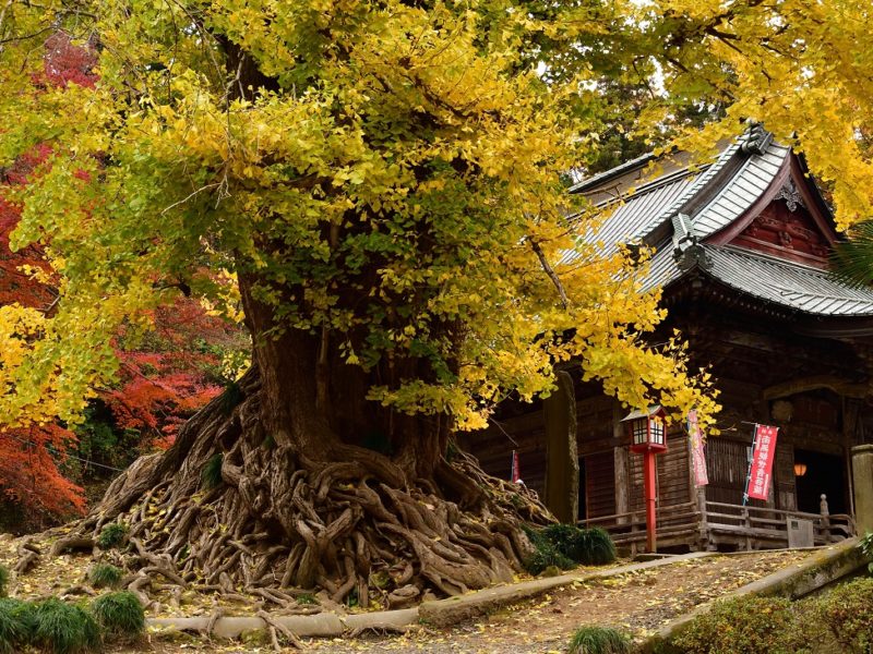 岩殿观音 正法寺