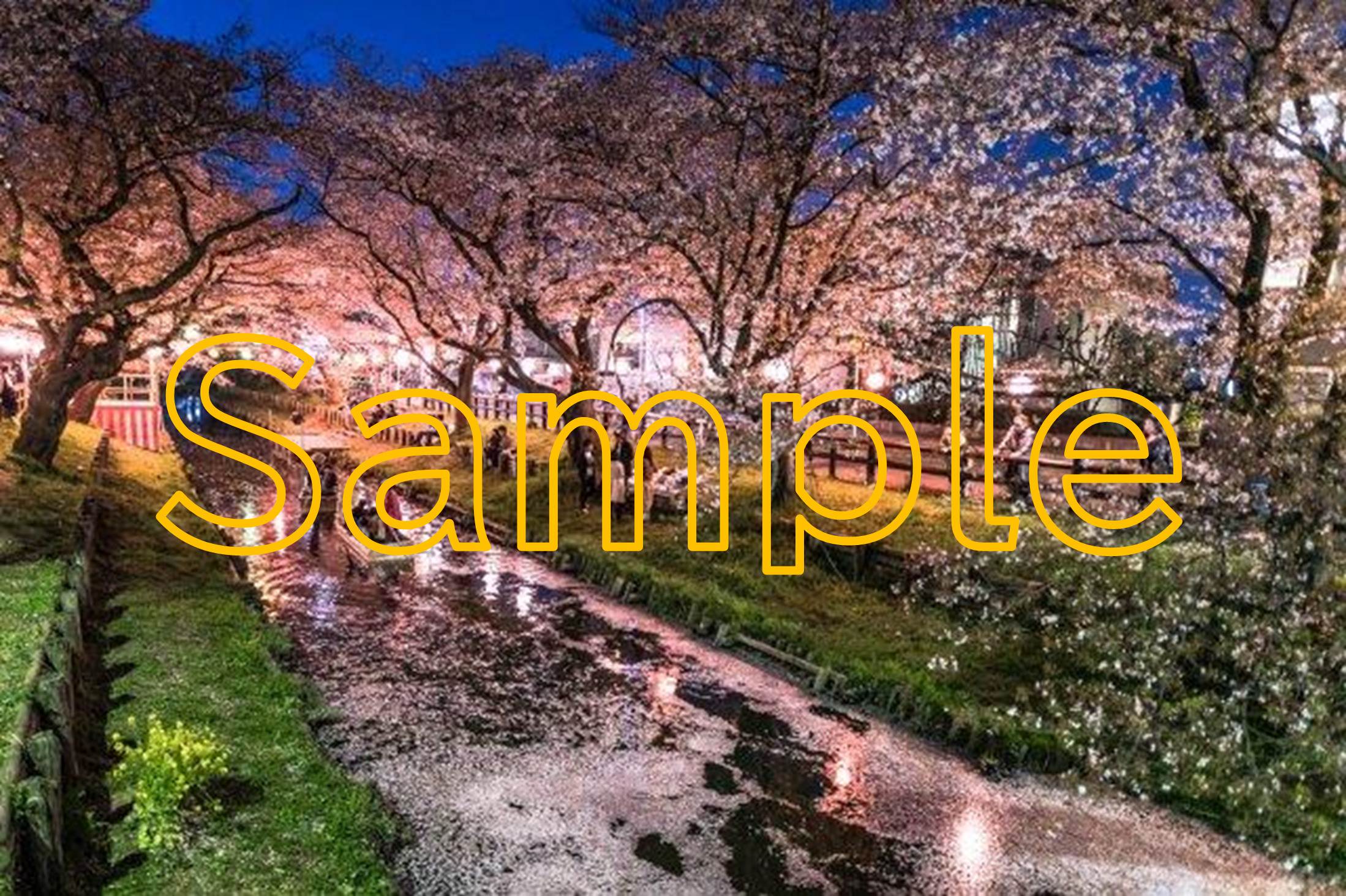 Night Cherry Blossoms at Shingashi River