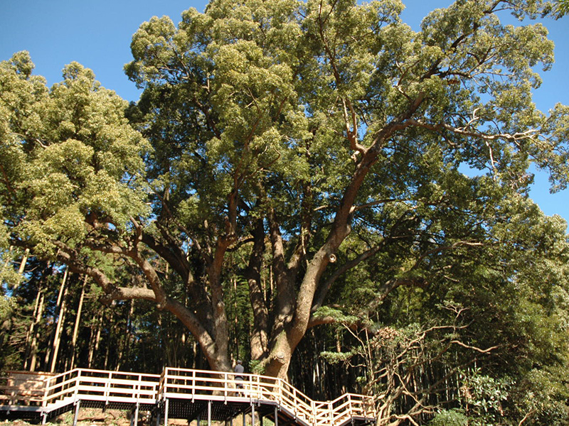 Kamiyatsu no Okusu – Great Camphor Tree of Kamiyatsu