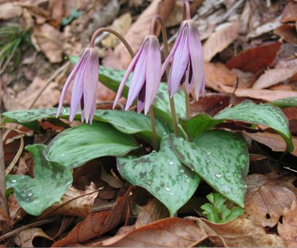 Asian Fawn Lily