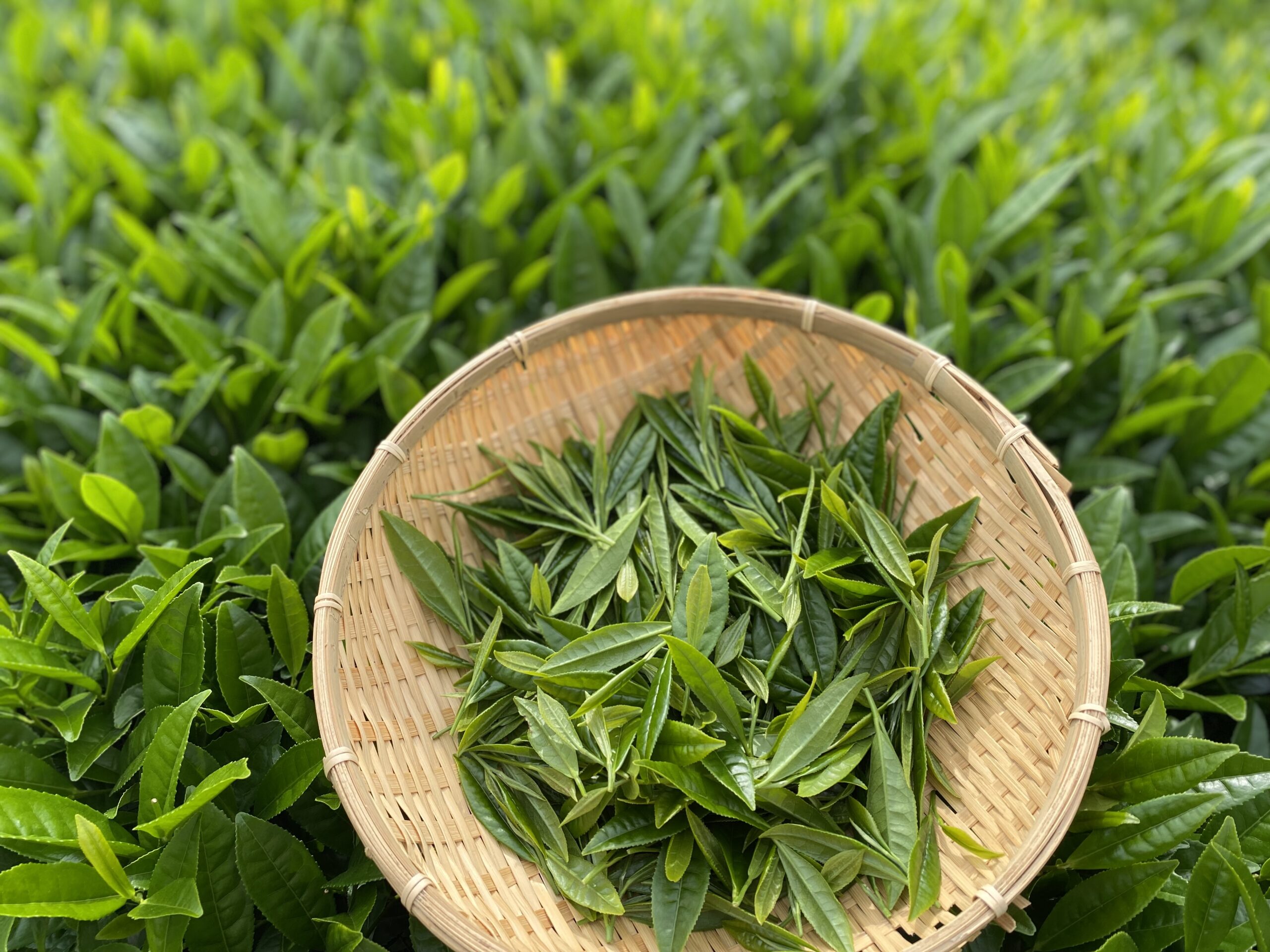 Green Tea-Picking Experience（Miyanoen）