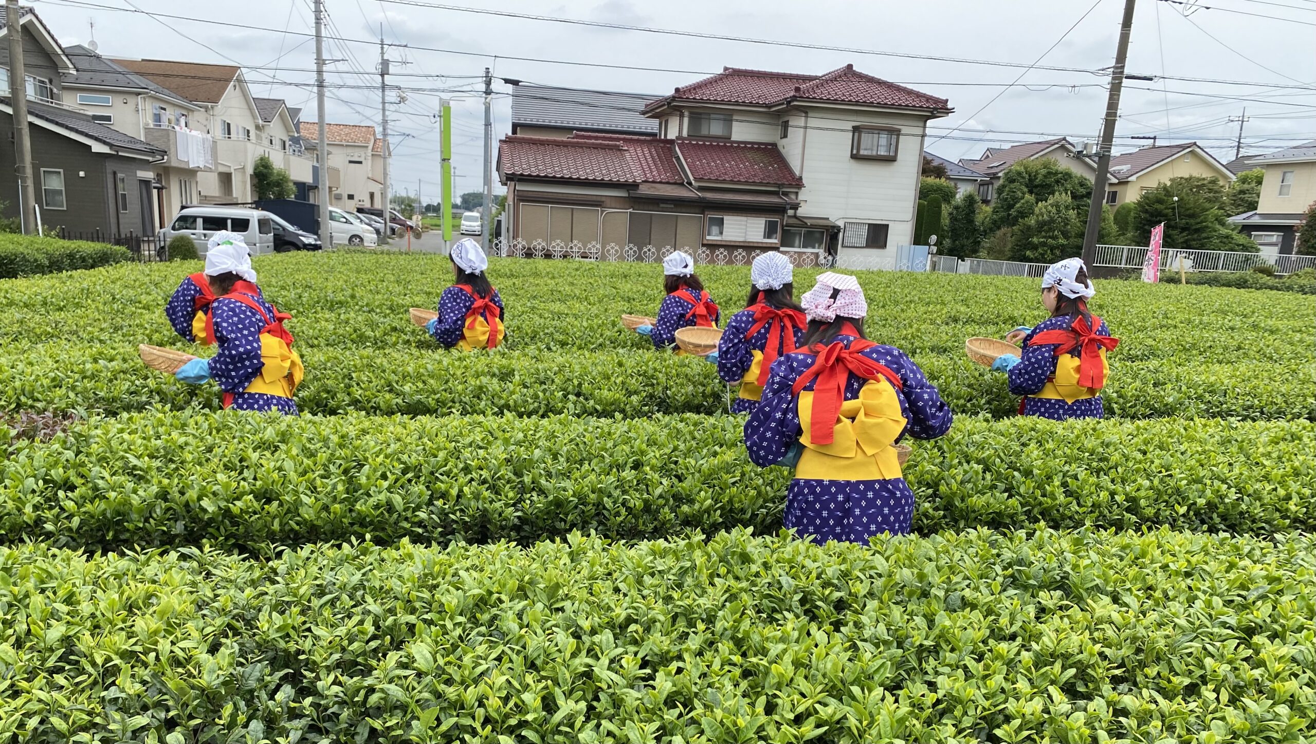 Green Tea-Picking Experience（Miyanoen）