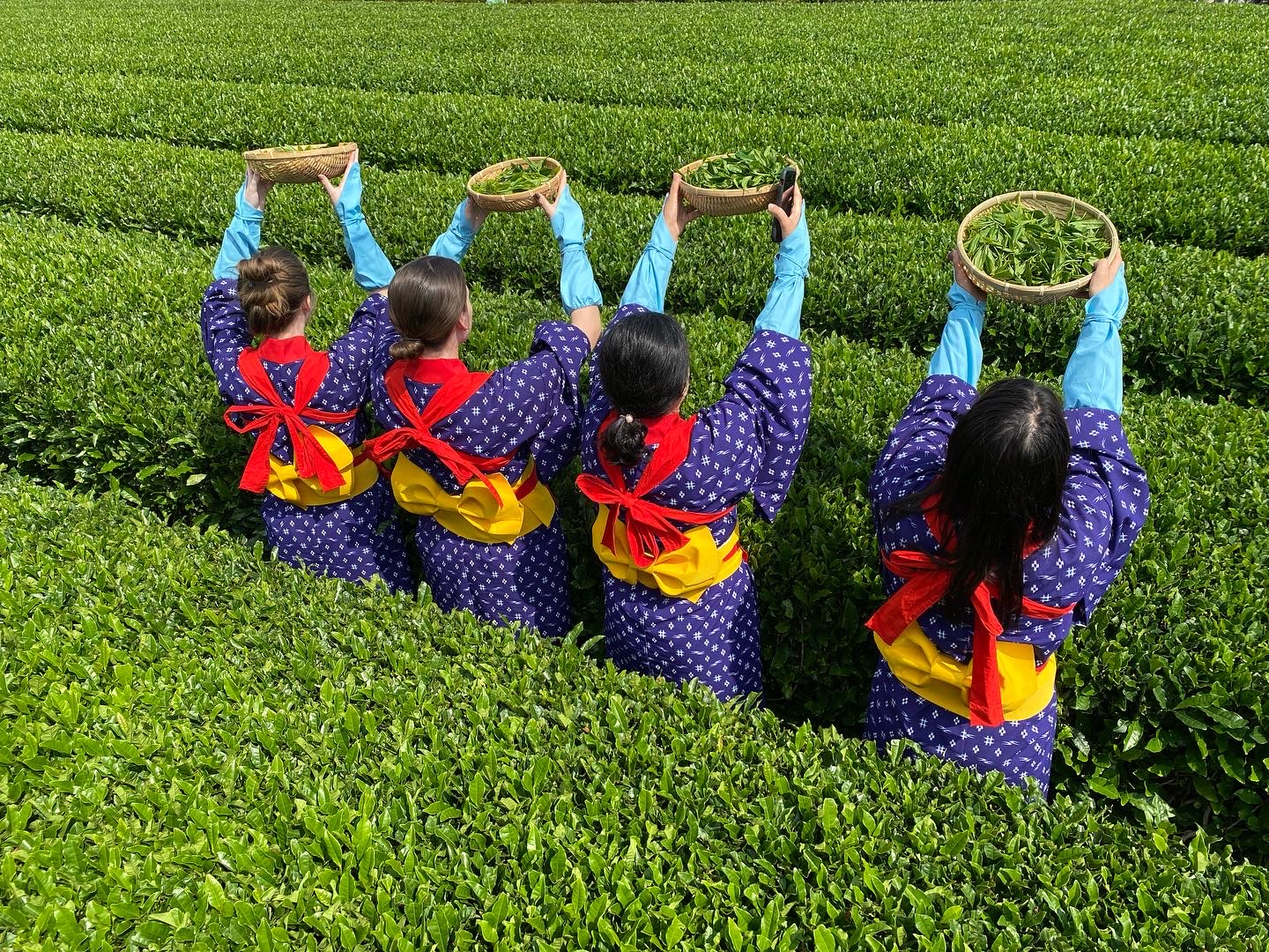 お茶摘み体験（宮野園）