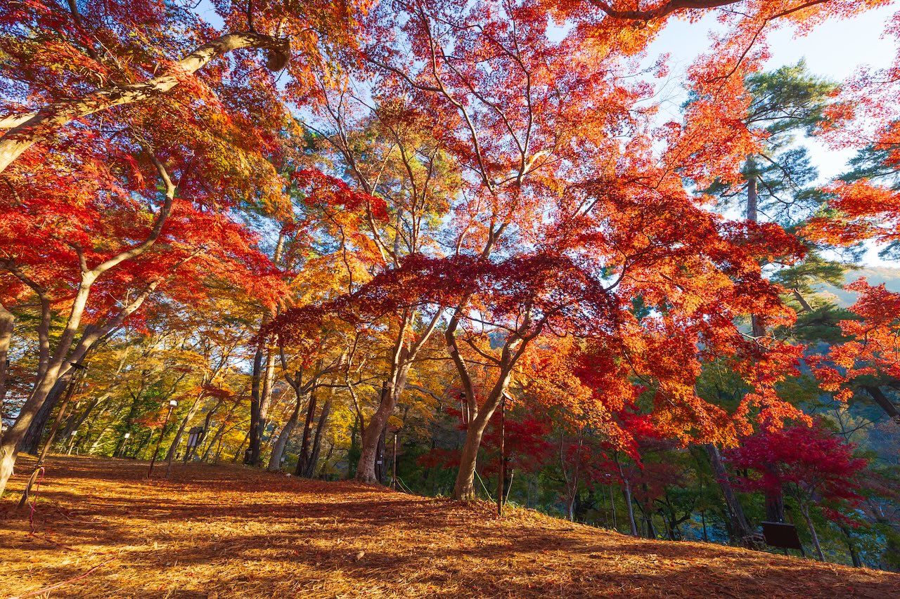 Enjoy Magical Autumn Illuminations at Tsuki no Ishi Momiji Park