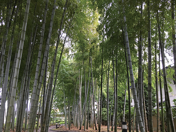 Bamboo Forest at Hikawa-no-mori Culture Hall