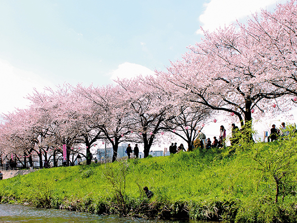 Kurome Riverbank Cherry Blossom