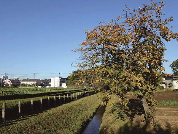 Nobitomeyosui Canal & Nobitome Park