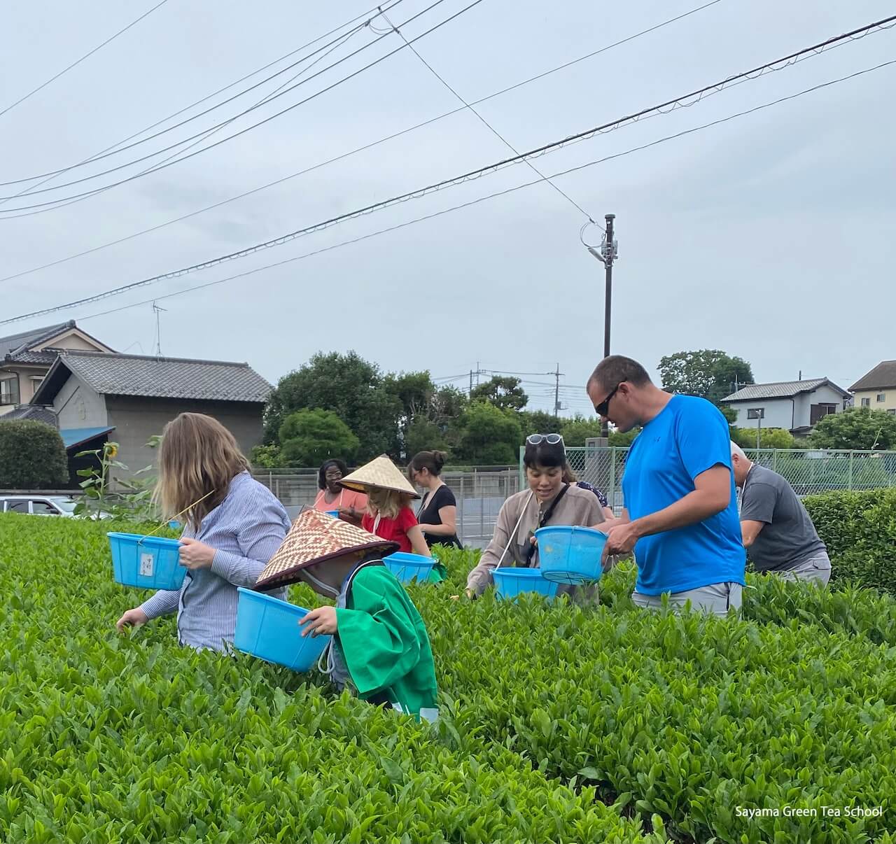  Experience the Entire Tea Process, From Tea-Picking to Brewing