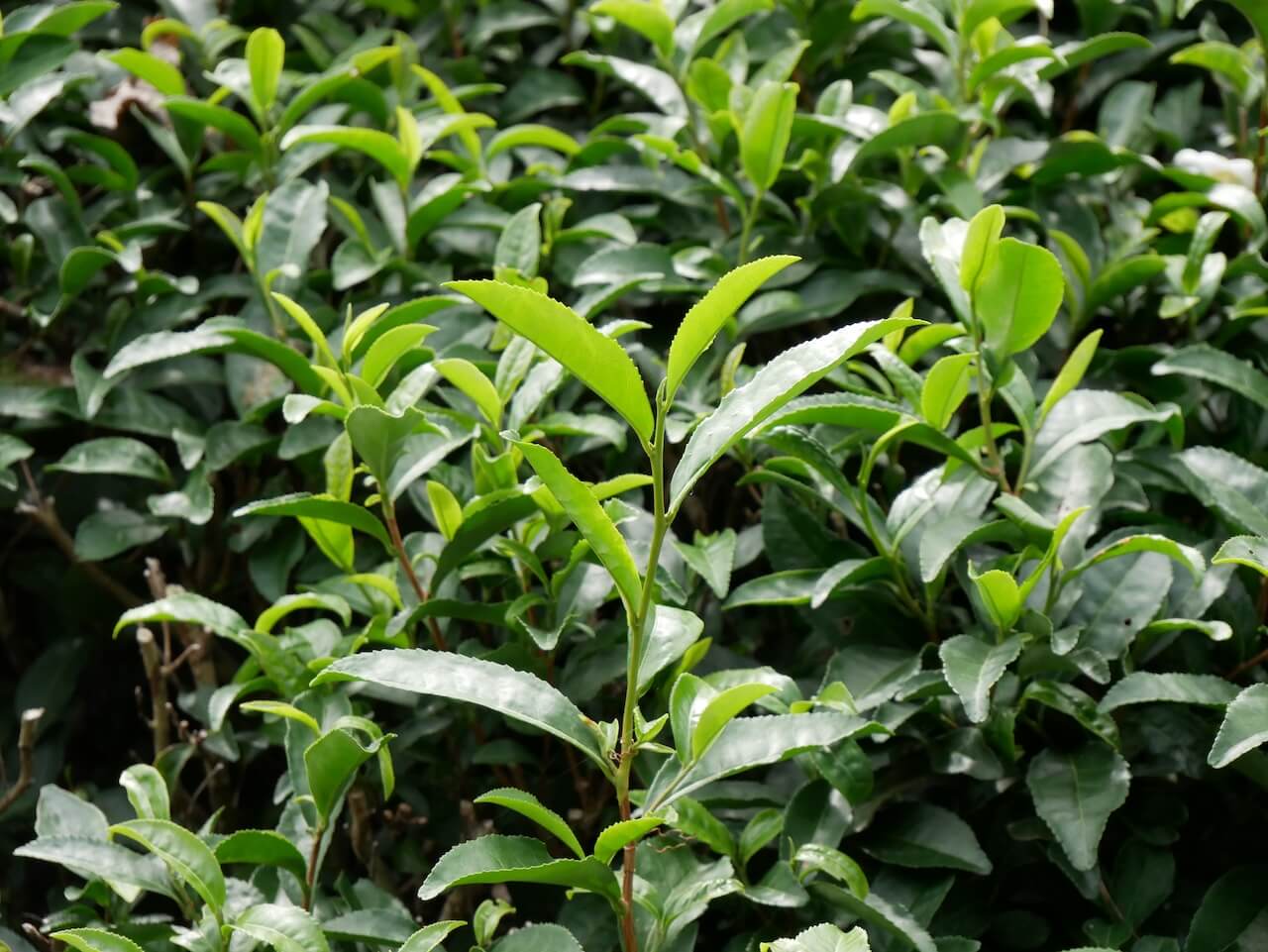 What Is Sayama Tea?