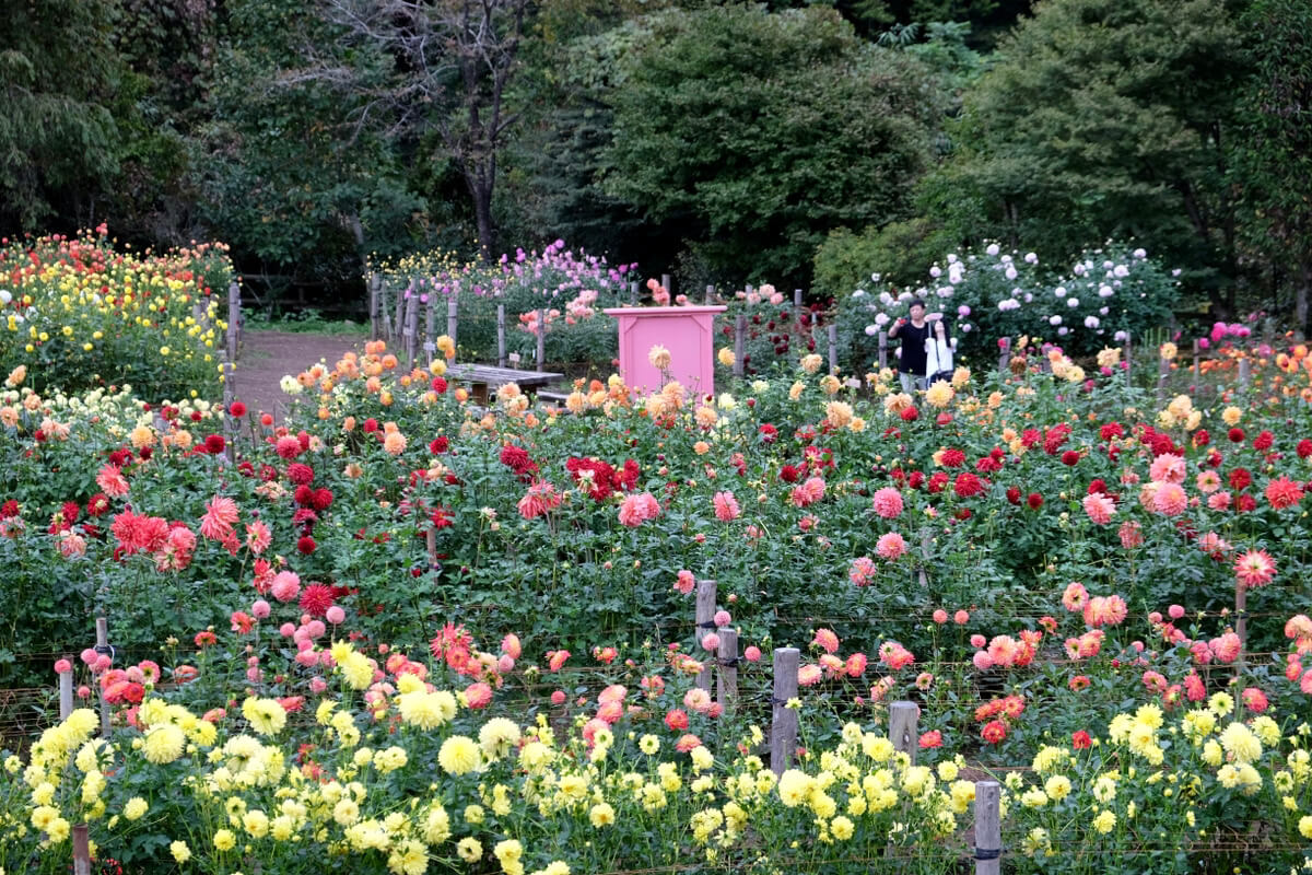 Dahlia Garden: A Floral Paradise at the Foot of Mount Ryokami