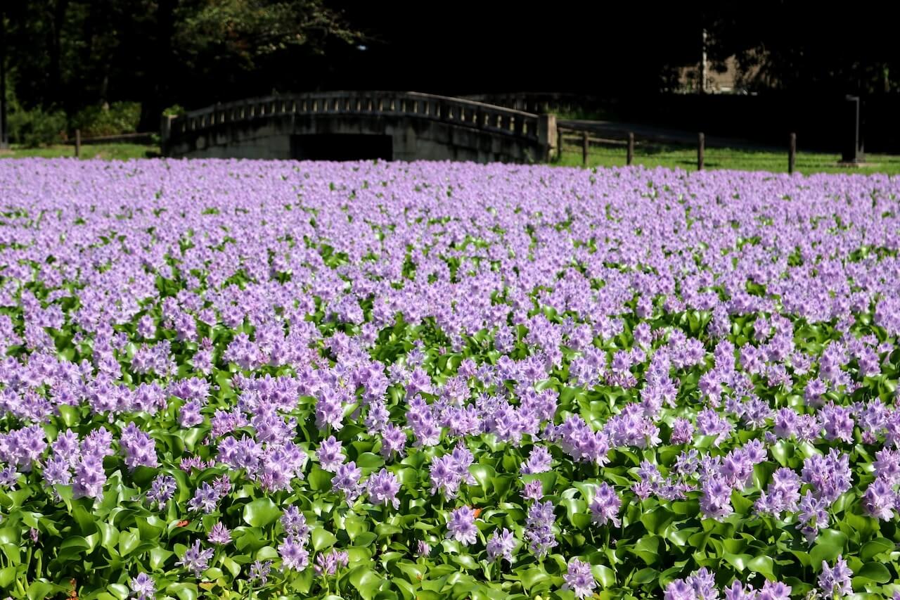 Relax at Suijo Park – Former Castle Moat Turned Into a Floral Oasis