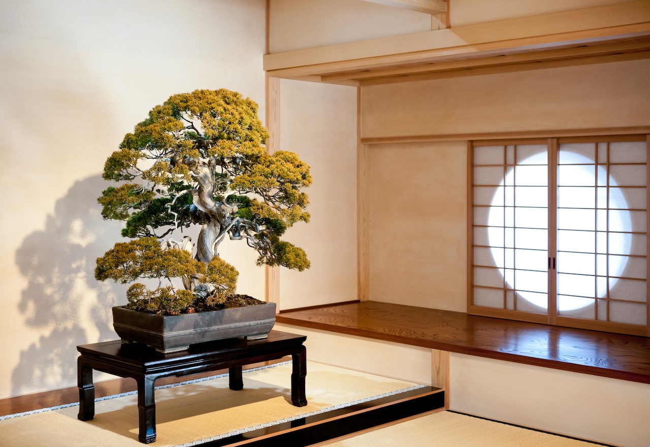 Discover Omiya Bonsai: A 100-Year Tradition of Art and Beauty