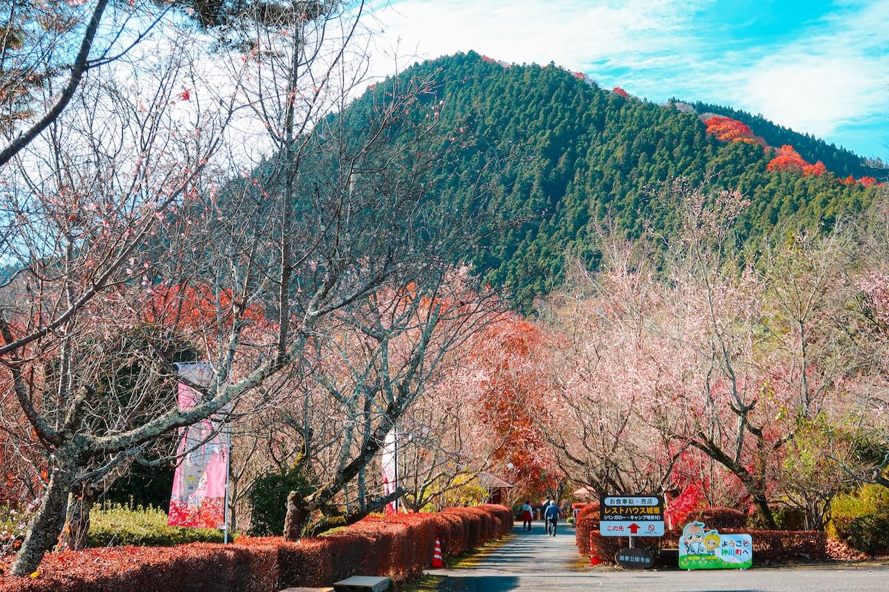 Jomine Park - Where Rare Winter Cherry Blossoms Meet Autumn Leaves