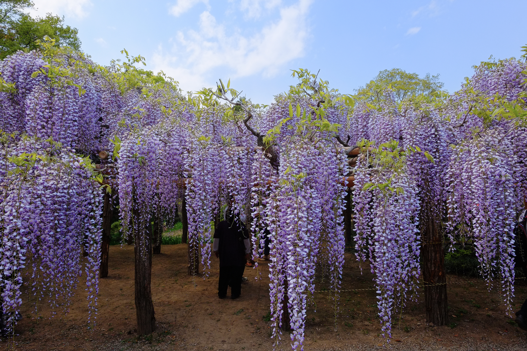 Tokaen – The Wisteria in Ushijima