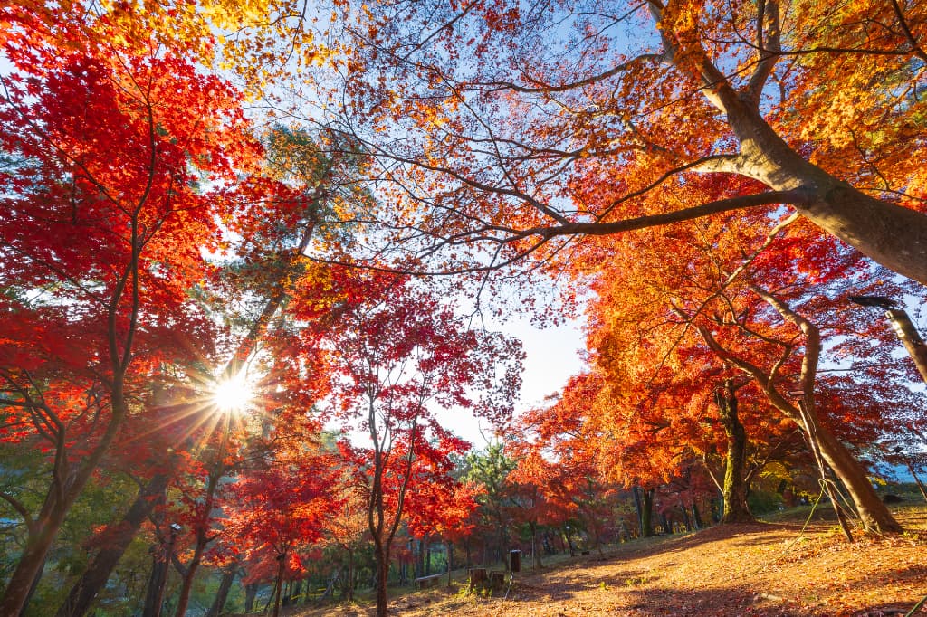 Tsuki no Ishi Momiji Park