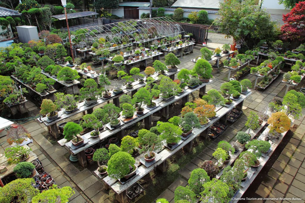 Omiya Bonsai Village