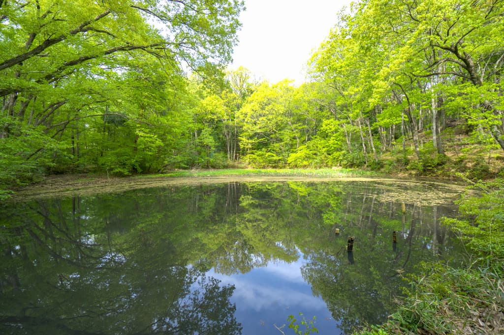 Bodaigi Pond Satoyama Conservation Area