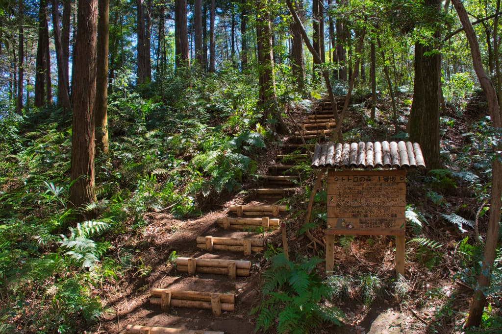 Experience Rich Nature on the Lake Sayama and Totoro Forest Walking Course